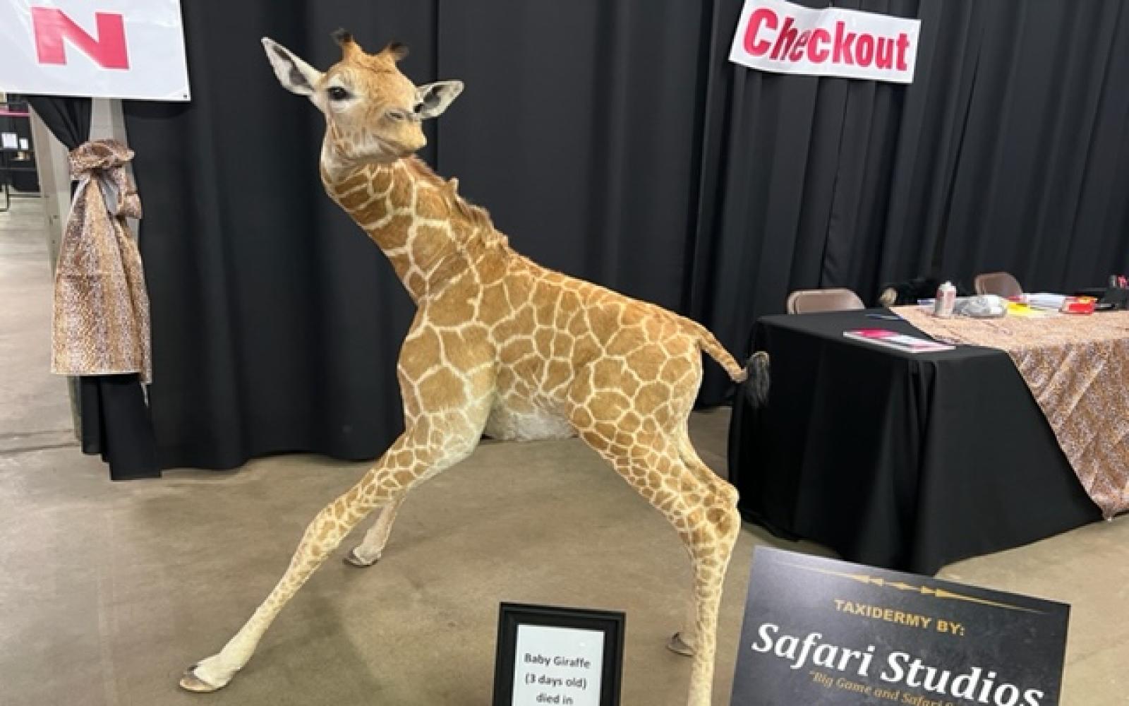 San Angelo SCI 2022 Banquet Baby Giraffe by Safari Studios (LIVE! Photo/Yantis Green)