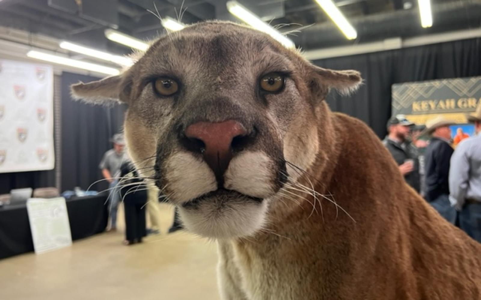 San Angelo SCI 2022 Banquet Mountain Lion Mount Safari Studios (LIVE! Photo/Yantis Green)