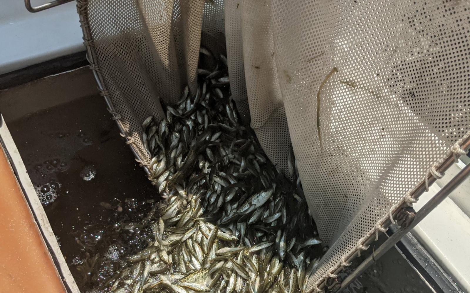 Bass Stocking O.H.Ivie Reservoir June 2022 (Contributed/TPWD Inland Fisheries San Angelo)