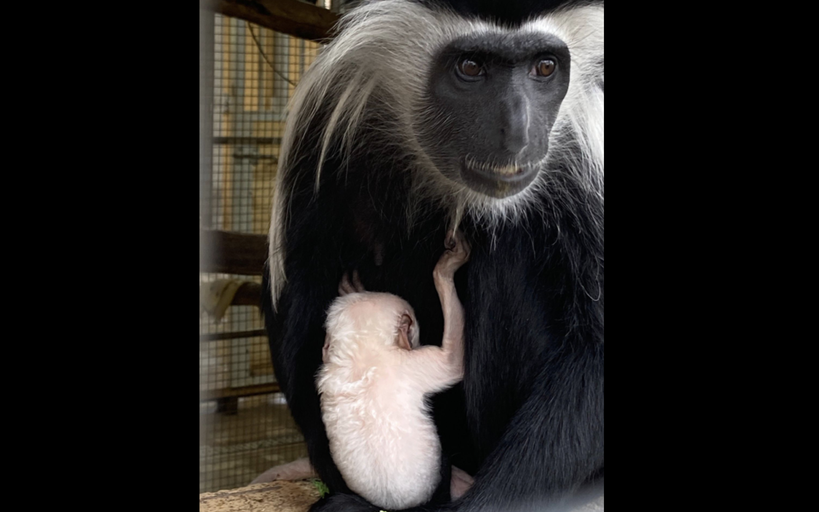 Angolan colobus monkeys at Abilene Zoo