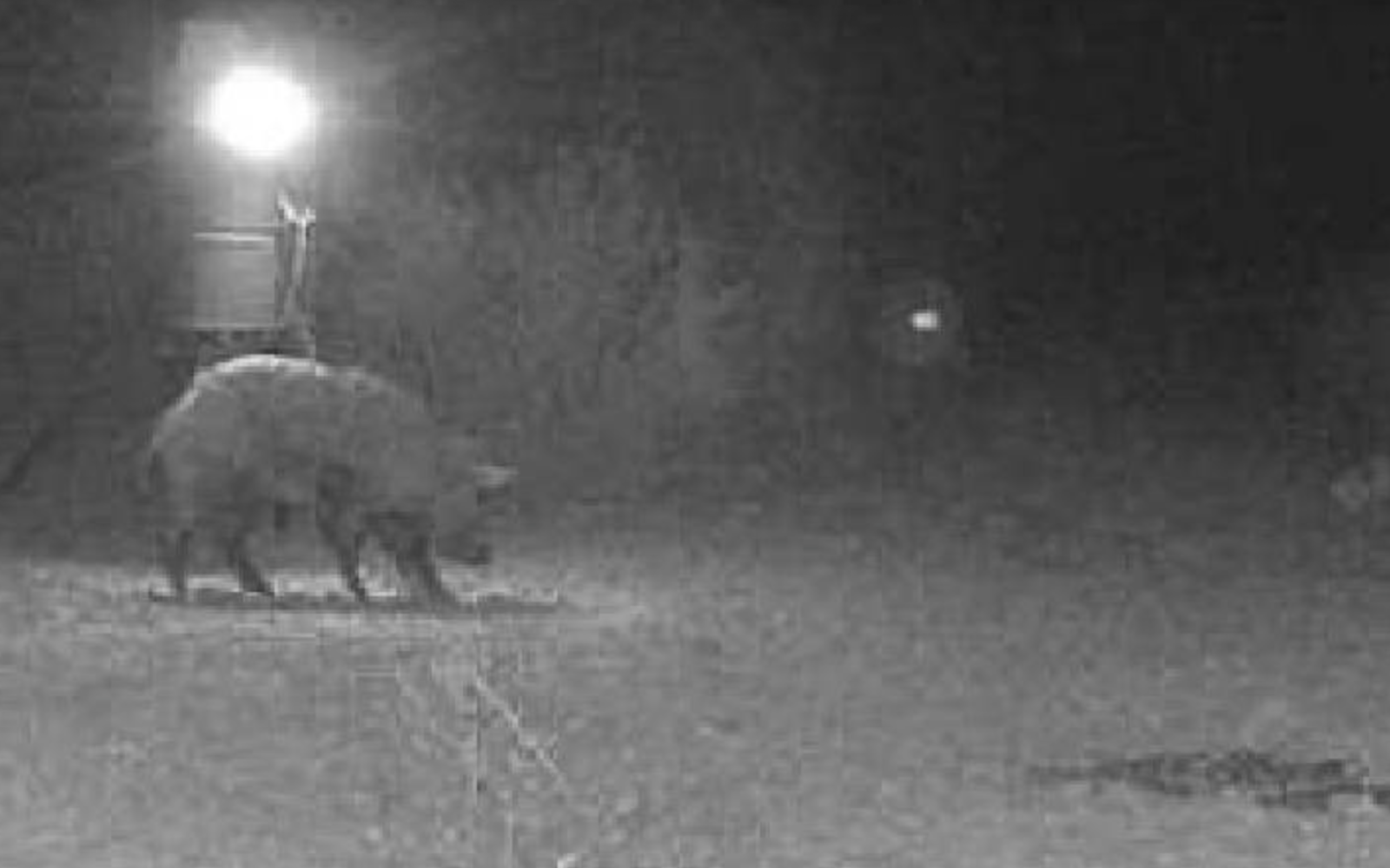 Monster Hog on Game Camera in Coke County