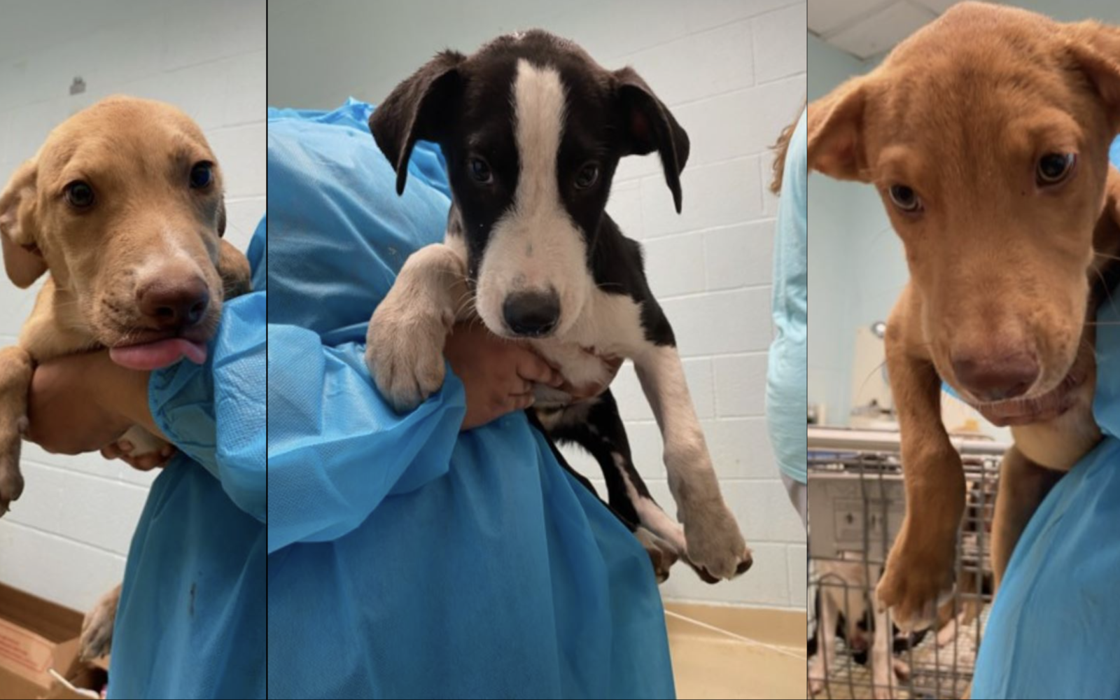 Lost Dogs
