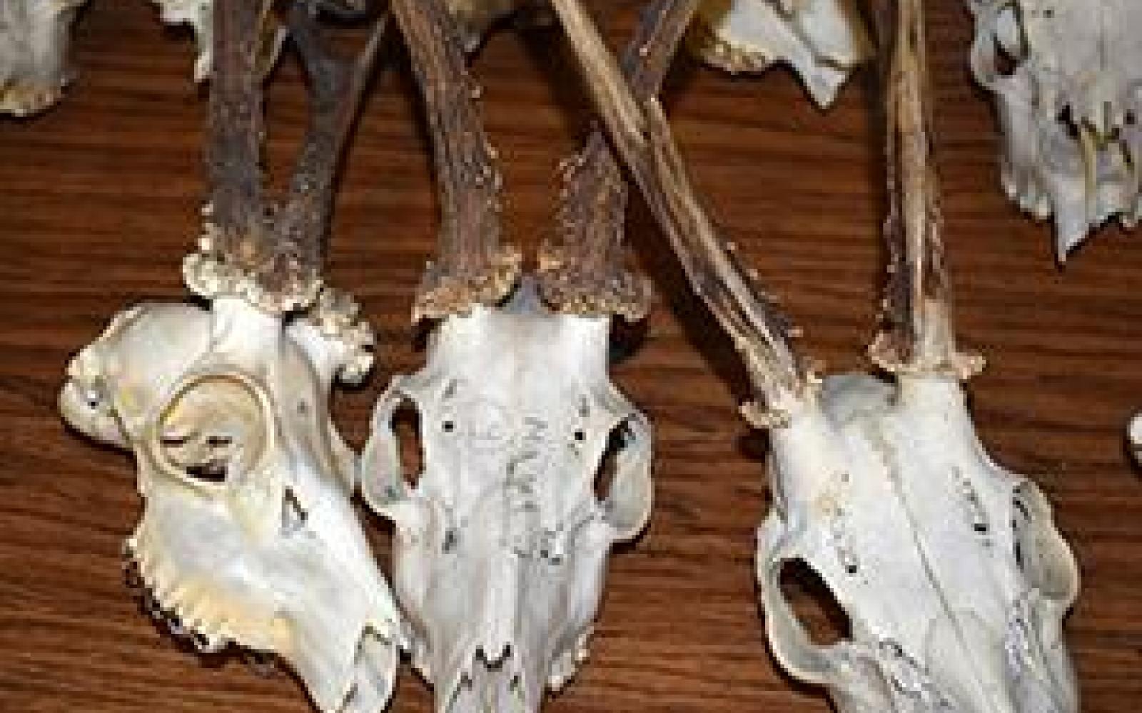 Illegal Horned Skulls Imported from the UK (Courtesy/CBP)