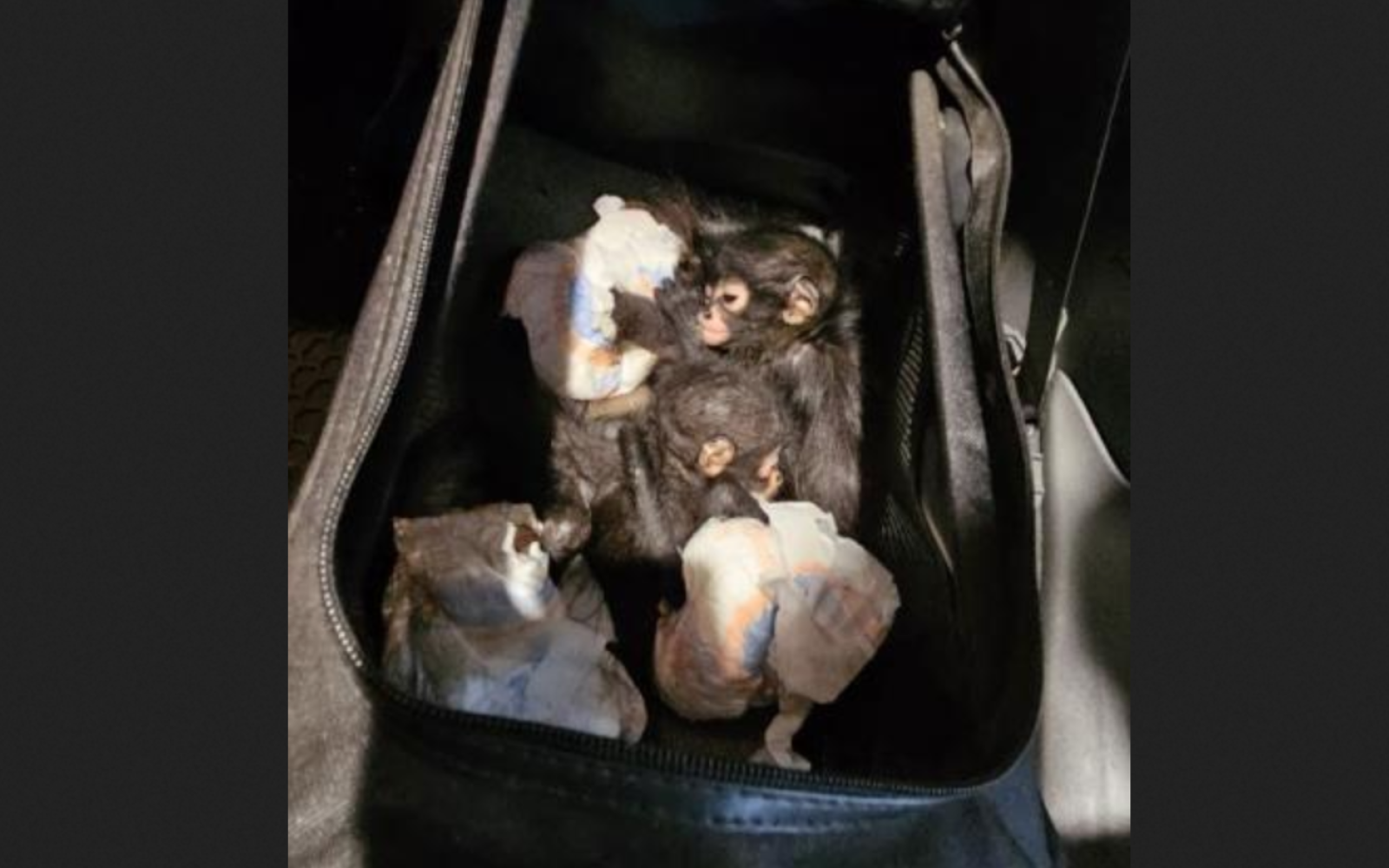 Smuggled Spider Monkeys (Courtesy/CBP)