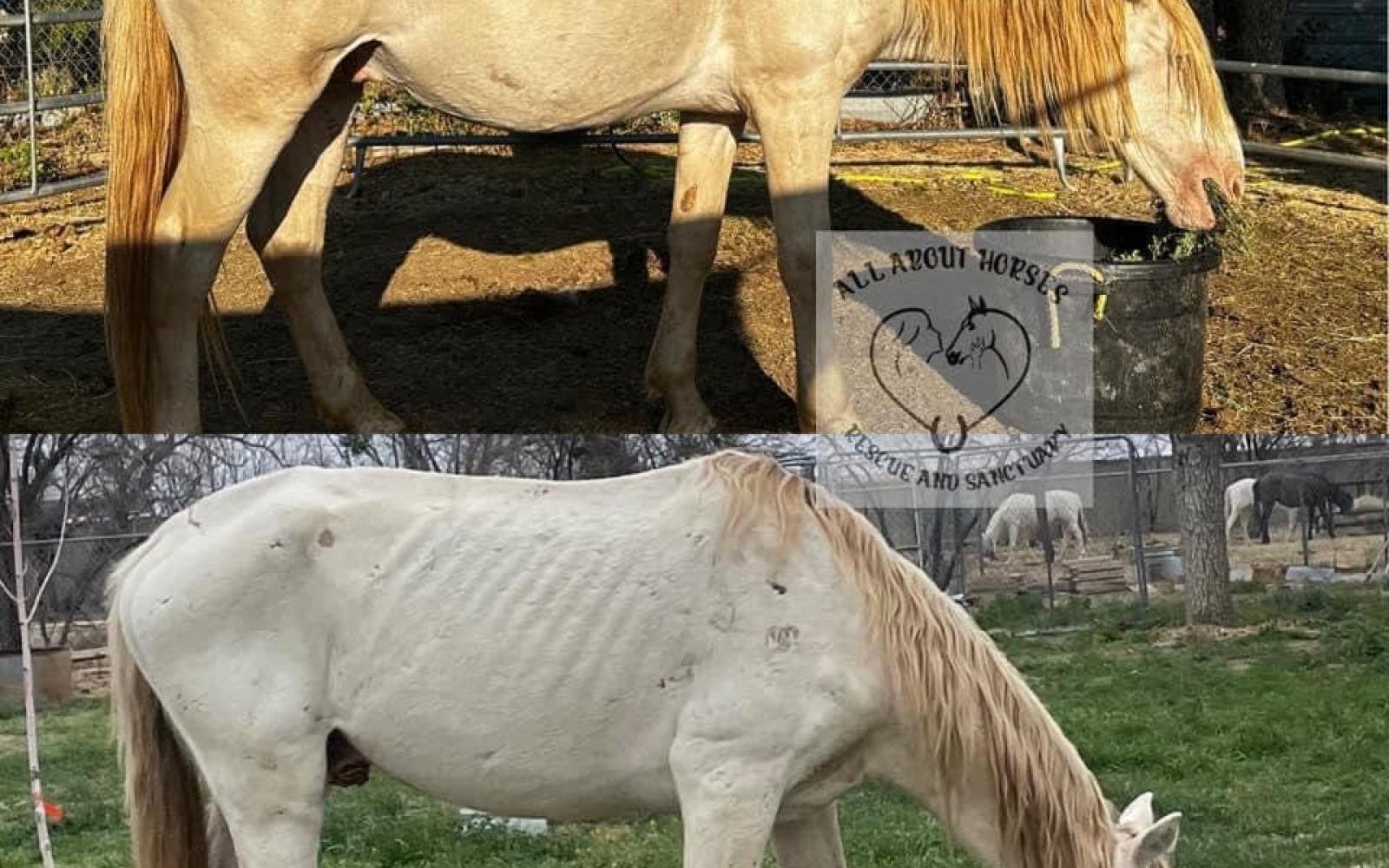 horsepic1.jpg