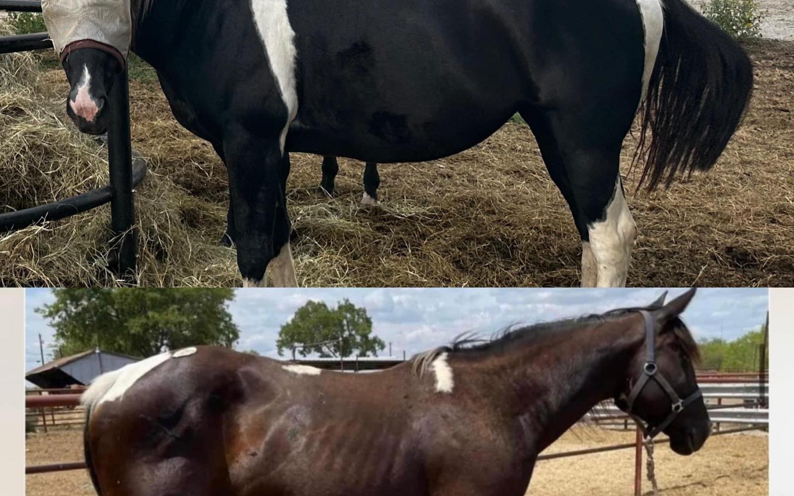 horsepic4.jpg