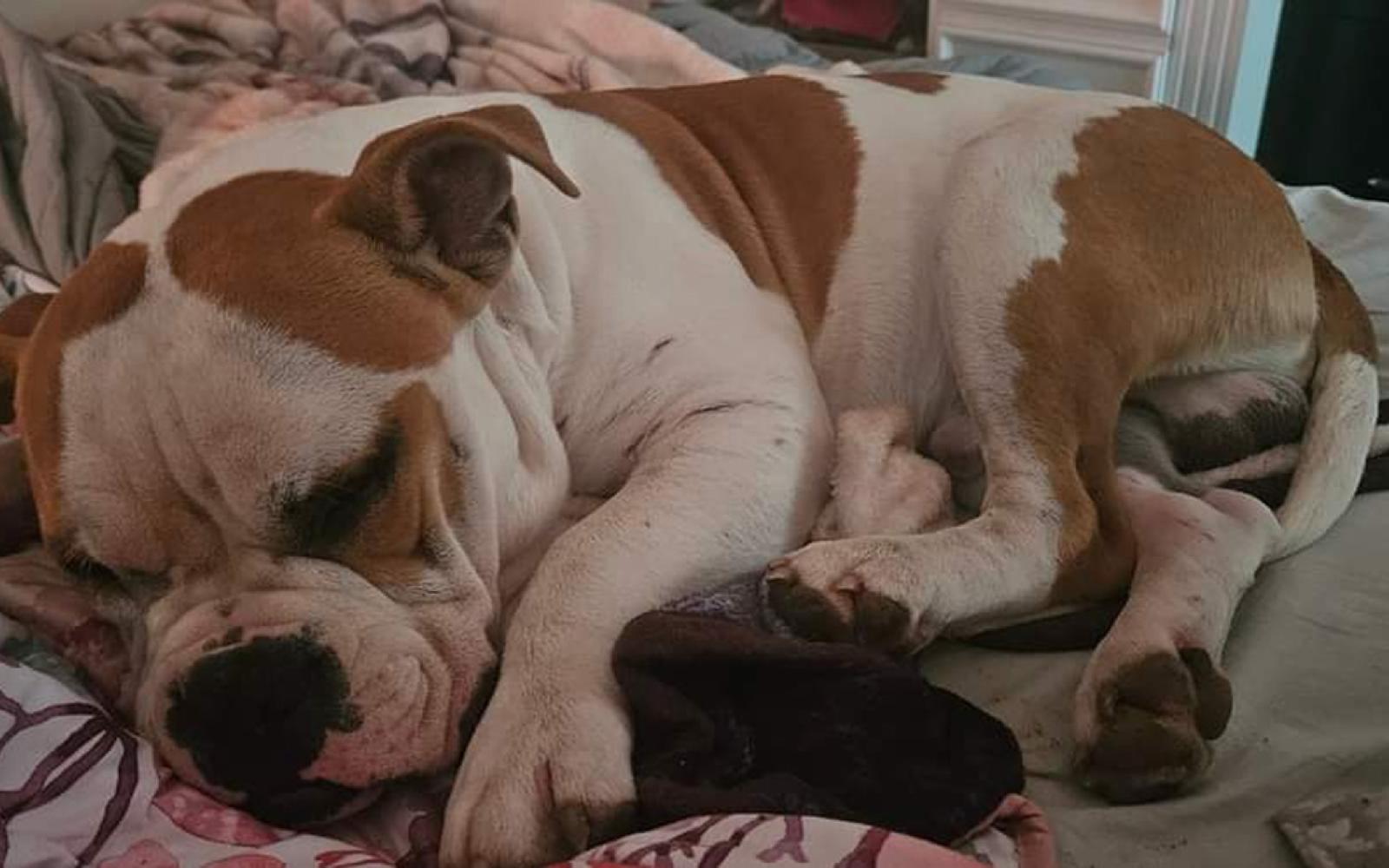 The puppy sound asleep and safe a few months ago before the tragedy.