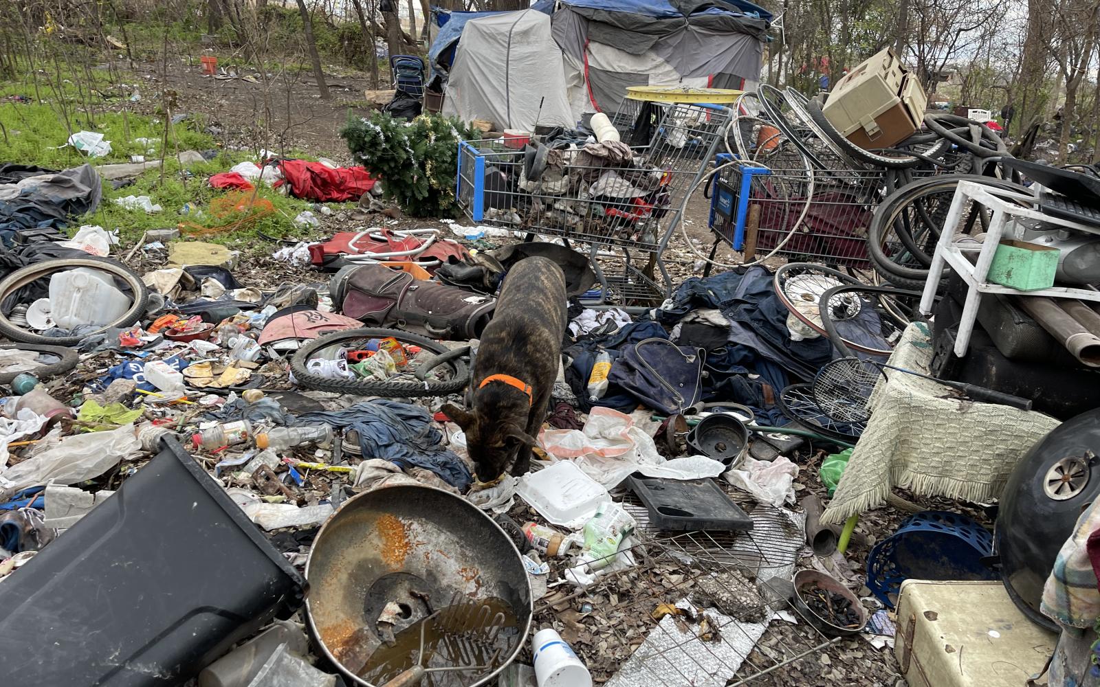 Stray Dogs Throughout the Camp