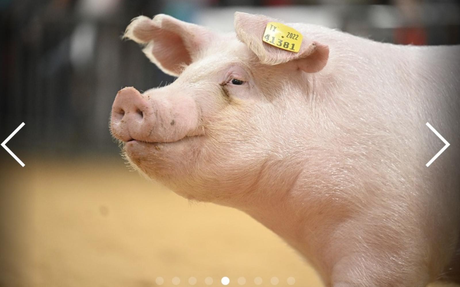 Pig at the Stock Show