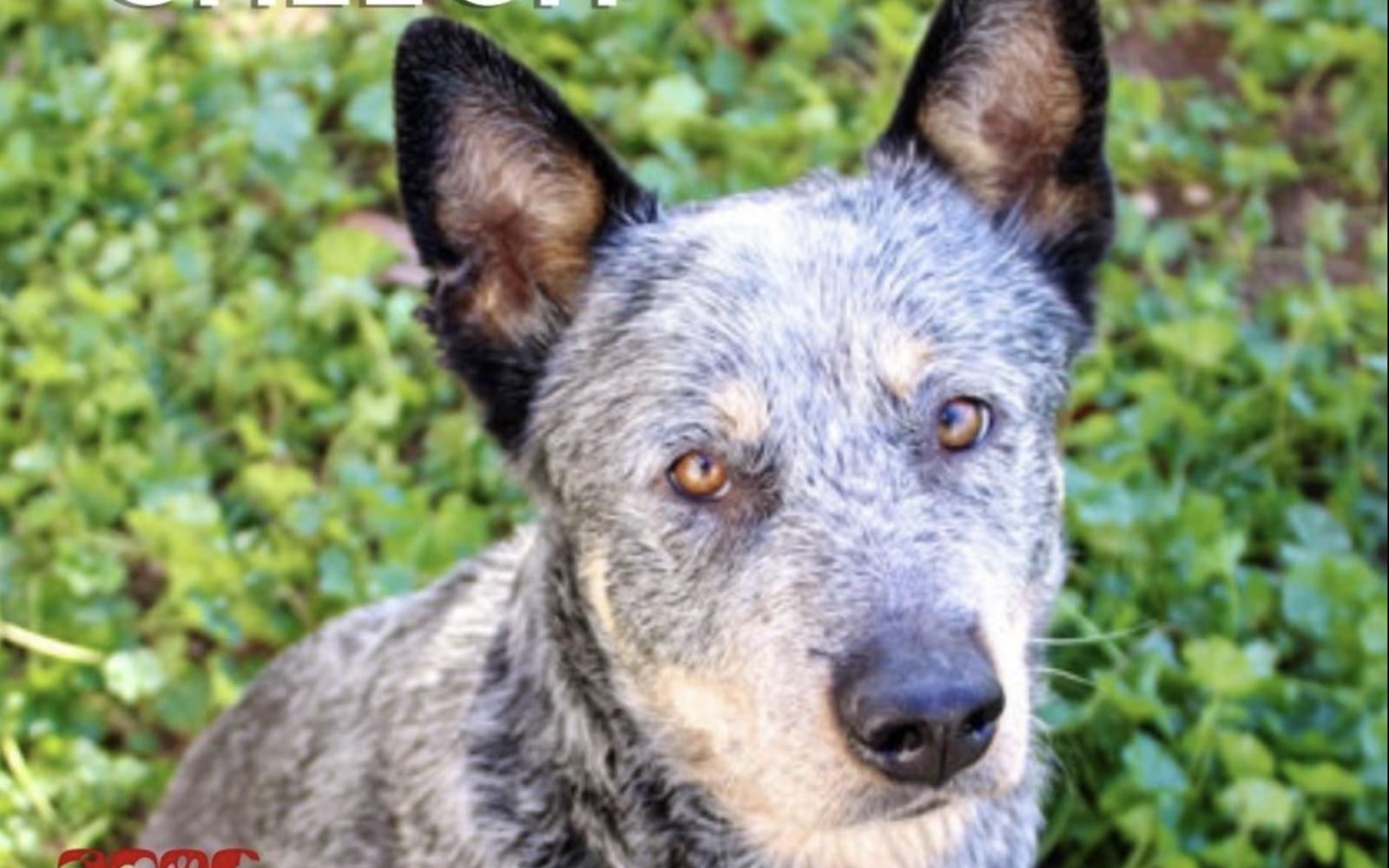 Cheech from Animal Shelter
