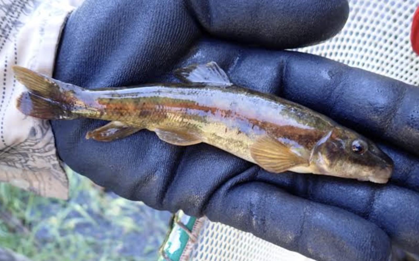Rio Grande Sucker