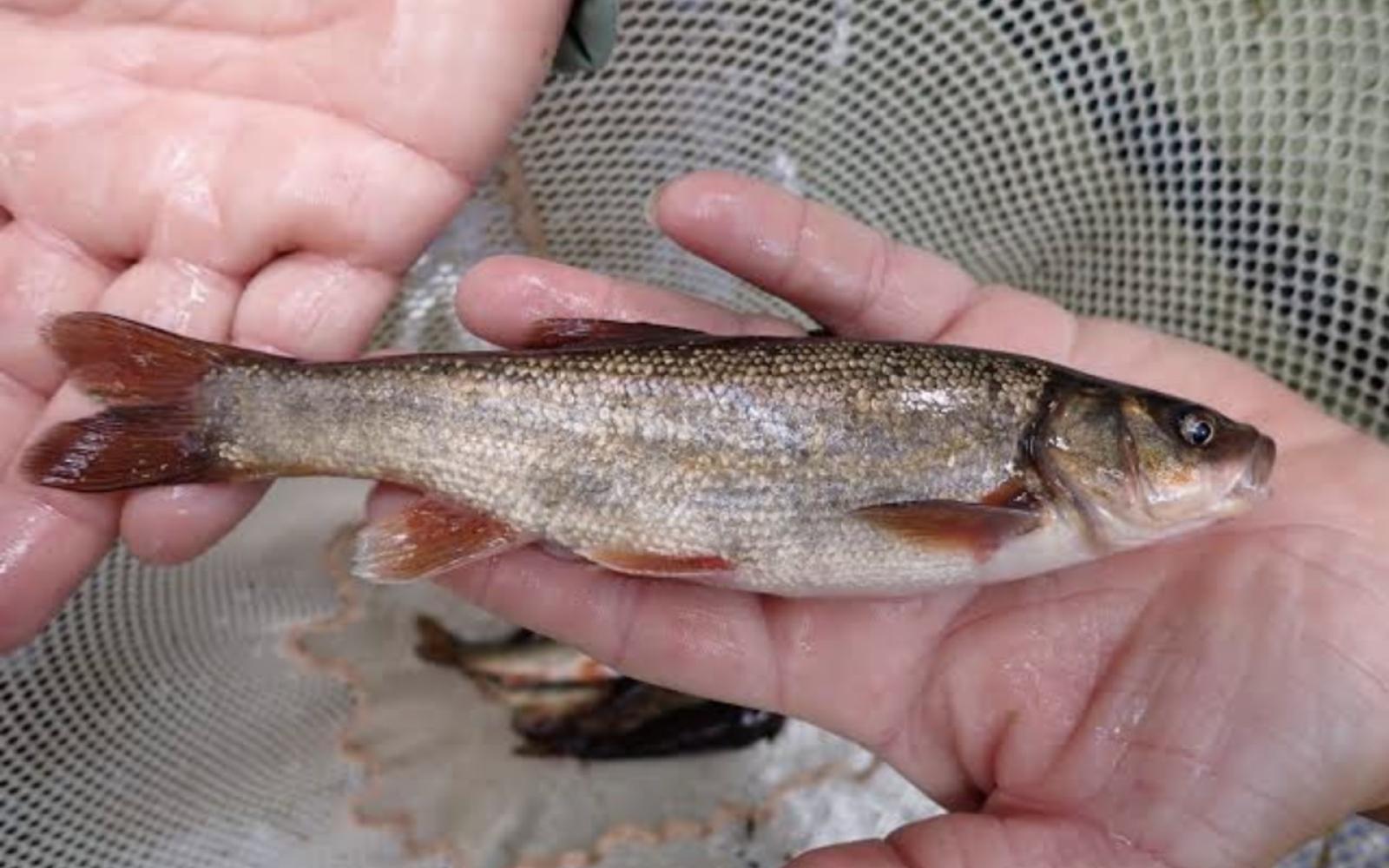 Rio Grande Chub
