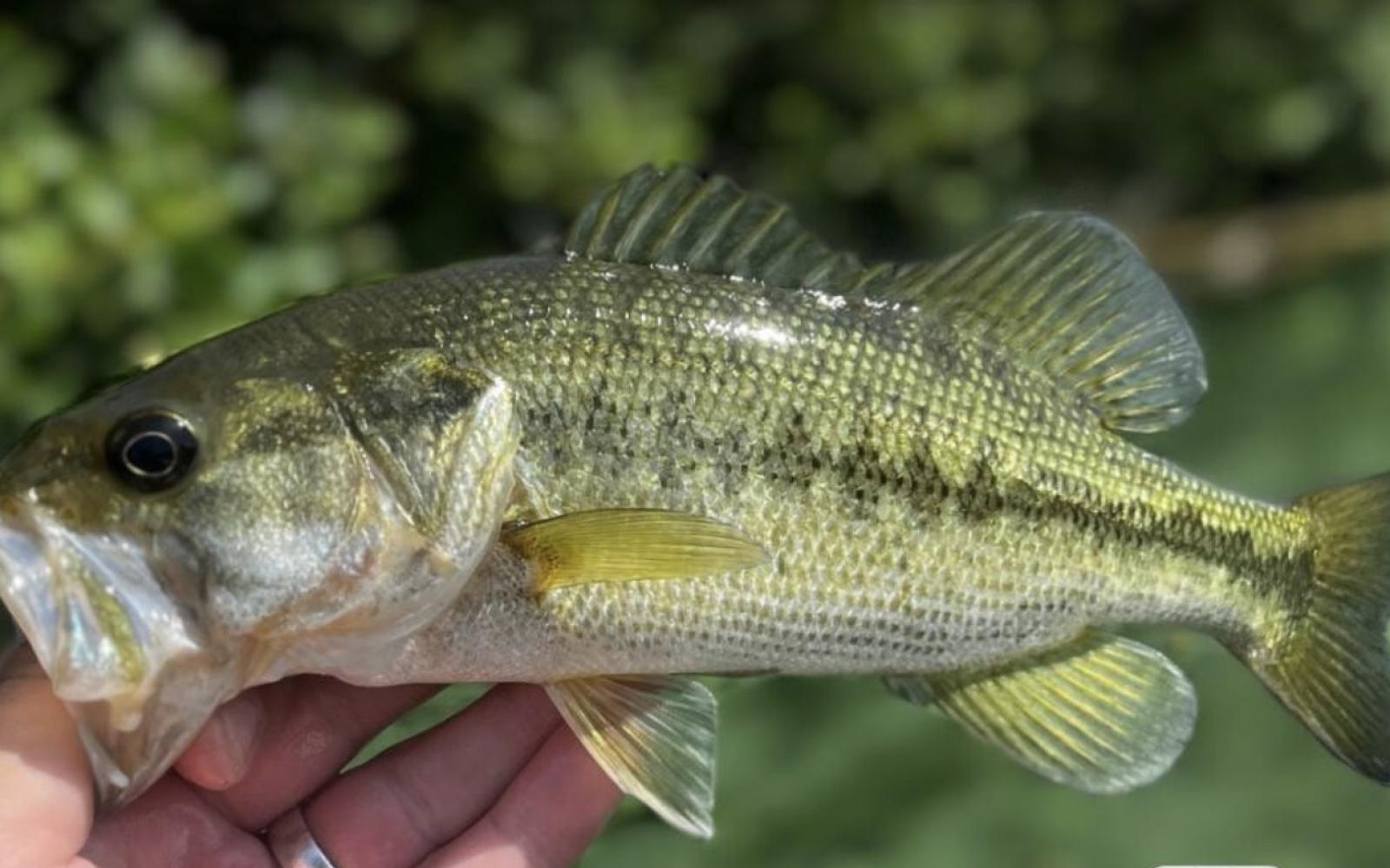 Guadalupe Bass