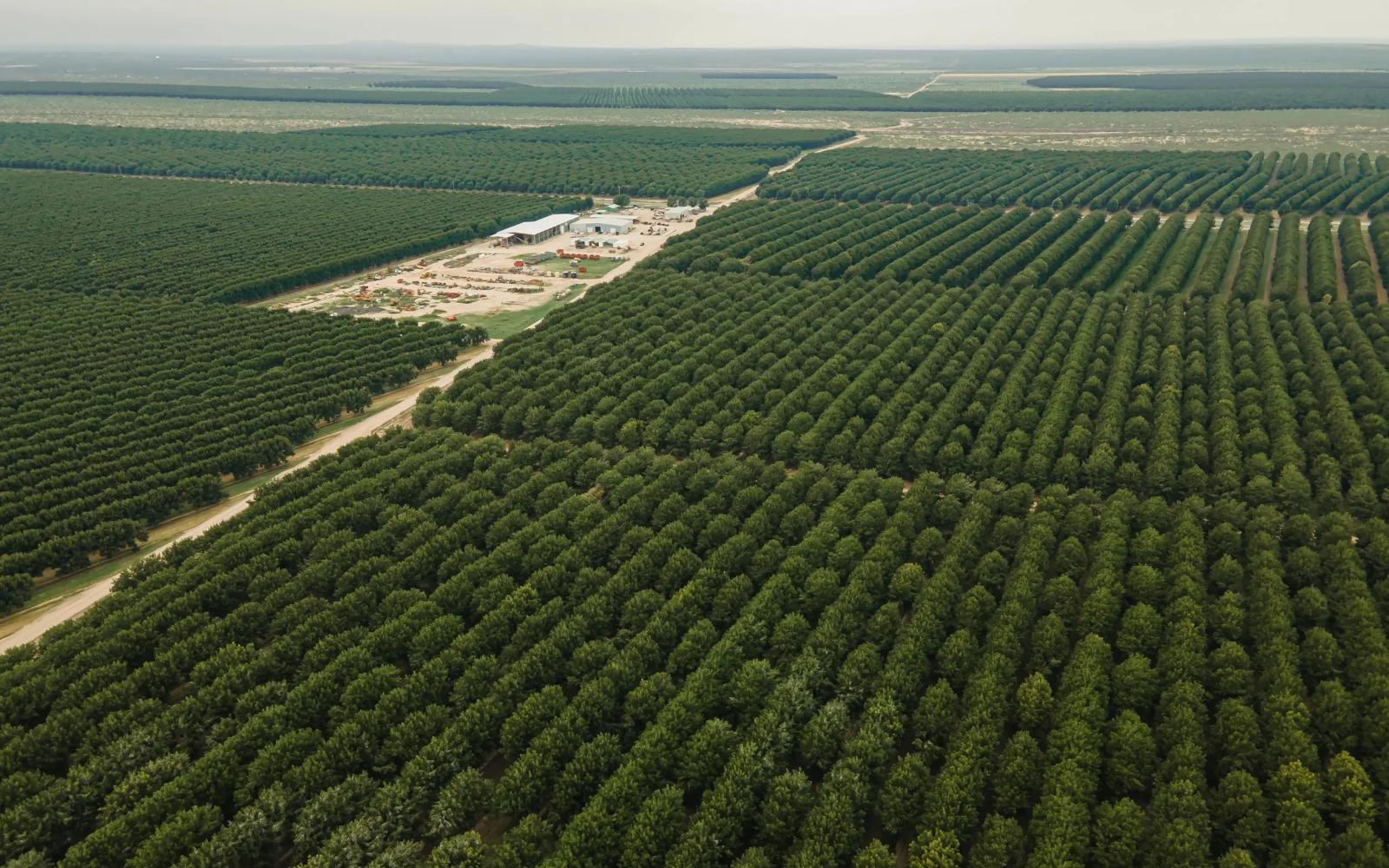 Belding Farms sits atop a reservoir of underground water used to produce the pecans since the 1960s.
