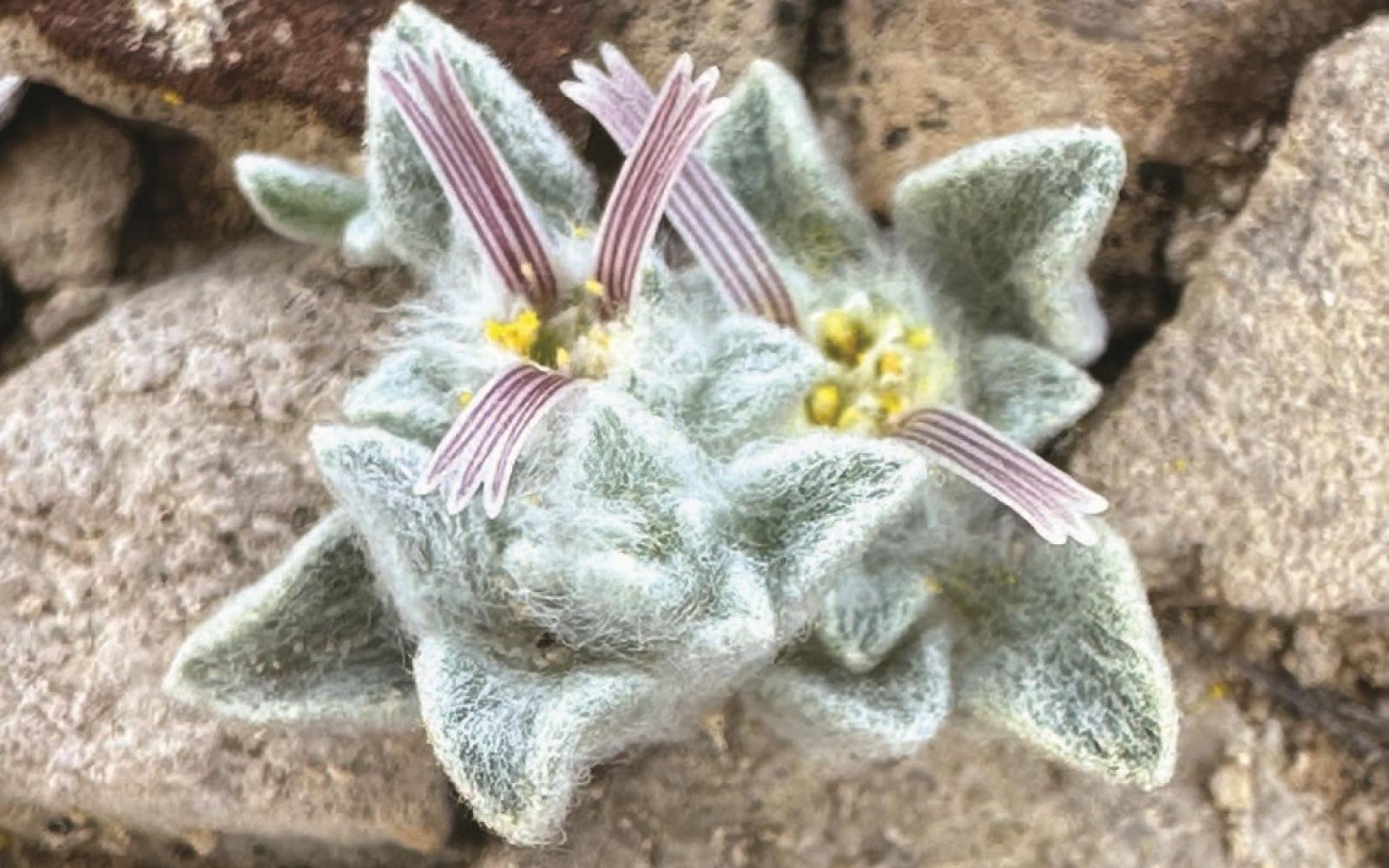Close-up view of "Wooly Devil." NPS / D. Manley