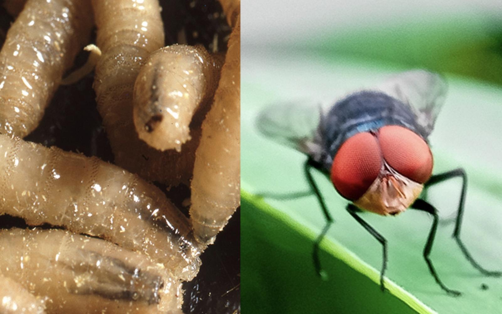 New World Screwworm and its adult Fly form