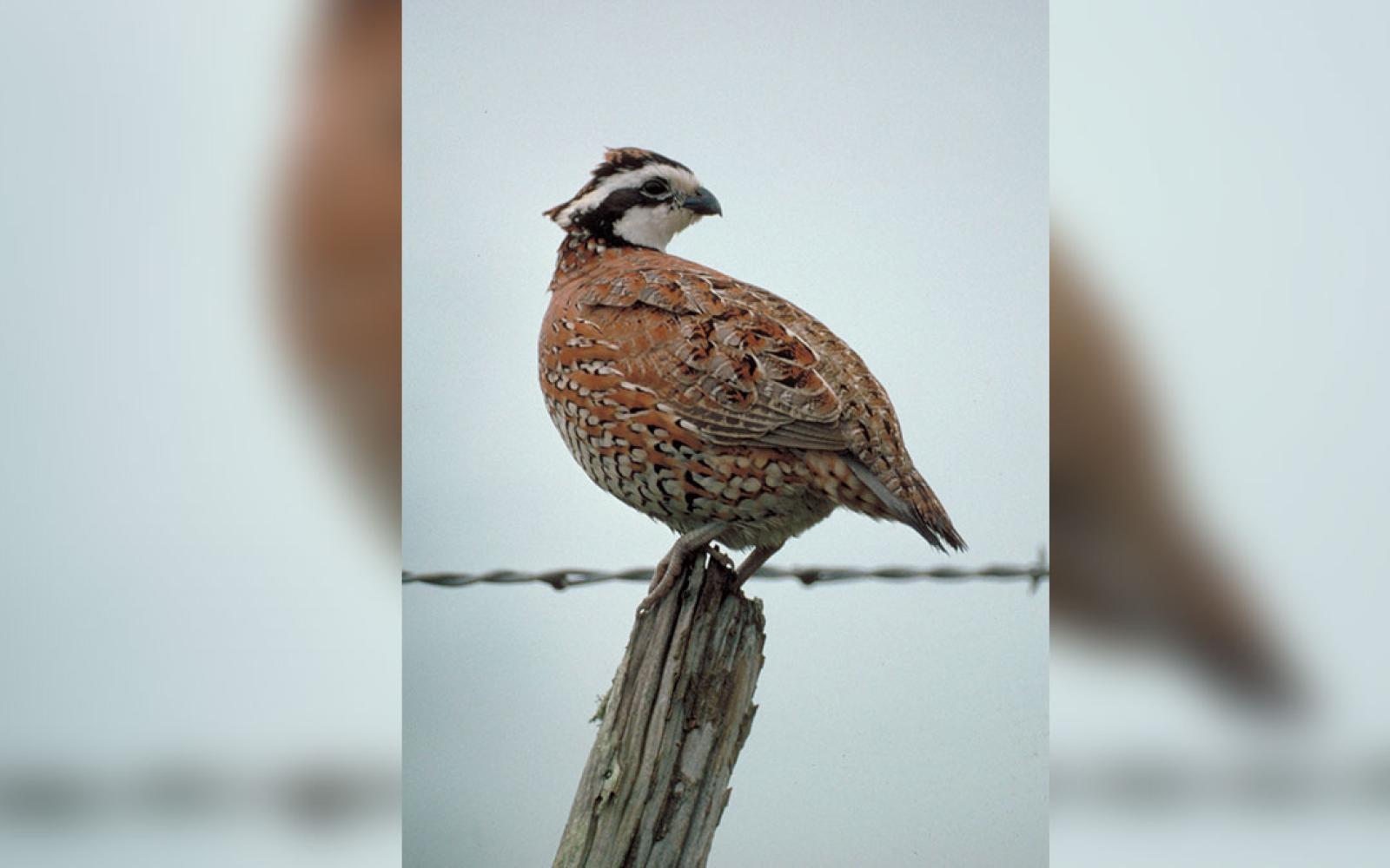 Bobwhite Quail (Contributed/Archive)