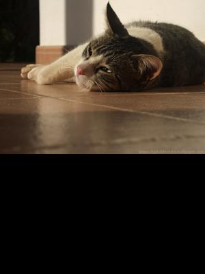 Catherine Ann Buntyn of San Angelo, TX