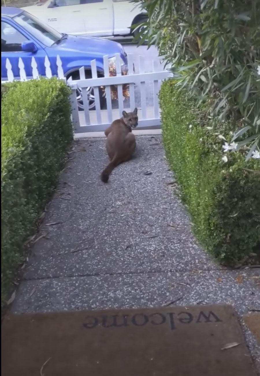 Mountain Lion (Contributed/Kendall Hemphill)