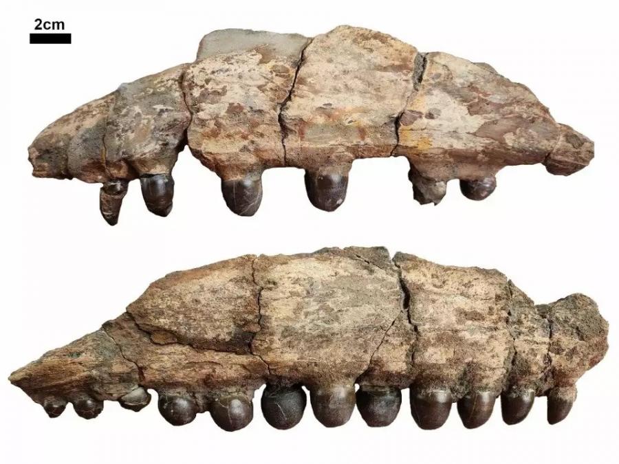 Rare 80-Million-Year-Old Fossils Unearthed in Northeast Texas