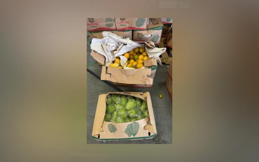 Boxes carrying hog plums and passion fruit. CBP officers seized more than seven tons of hog plums and passion fruit, which are prohibited from entry, during a cargo examination at Pharr International Bridge.