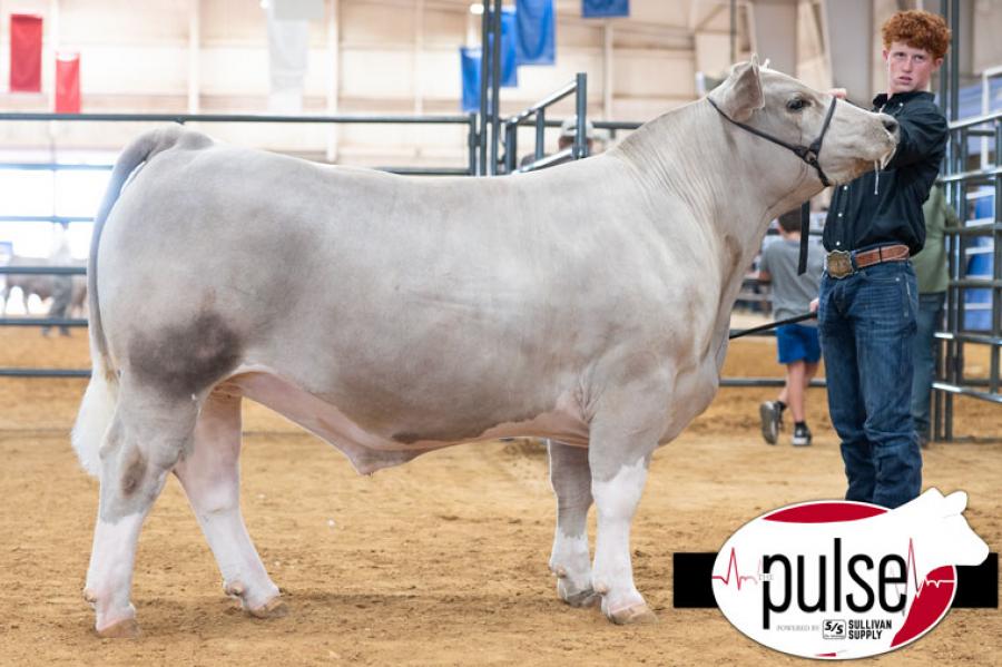 Wall High School junior Blaize Benson exhibited the Champion Lightweight AOB Market Steer at the 2025 State Fair of Texas in Dallas. His steer sold for $16,000 at auction.