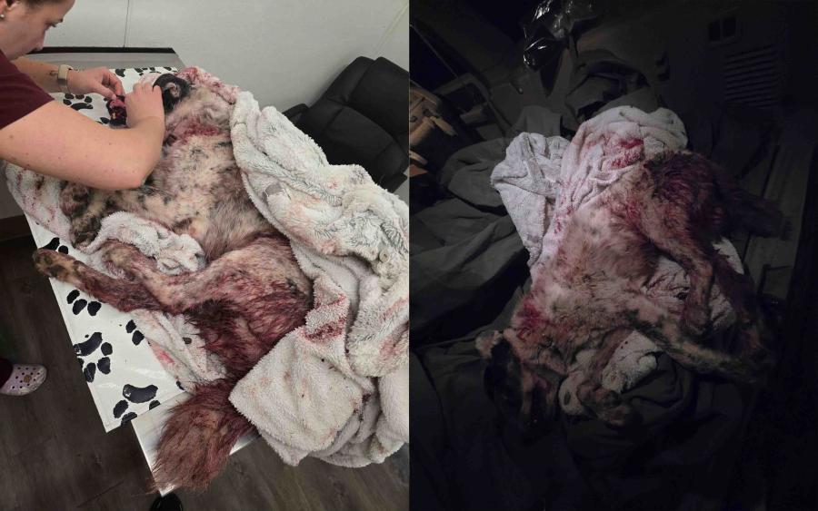 The injured dog was taken for emergency care after the attack but later died from its wounds, according to the owner.