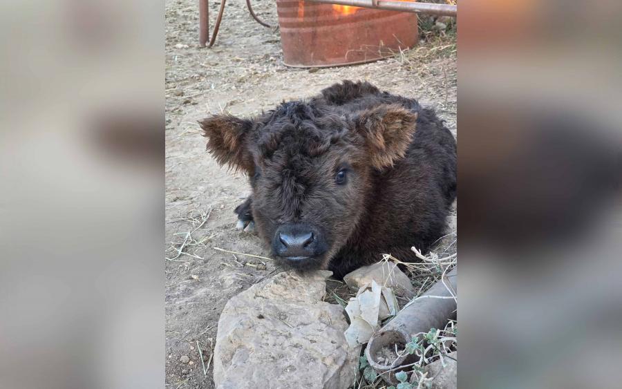 A newborn Mini Highland heifer valued at about $15,000 was reported stolen from a gated ranch on Reece Road on Monday, according to the animal’s owner.