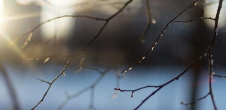 Light Freeze (Courtesy Arbor Experts)