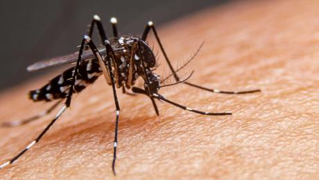Striped mosquitoes are eating blood on human skin. Mosquitoes are carriers of dengue fever and malaria. Dengue fever is very widespread during the rainy season.