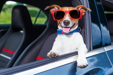 Dog Driving