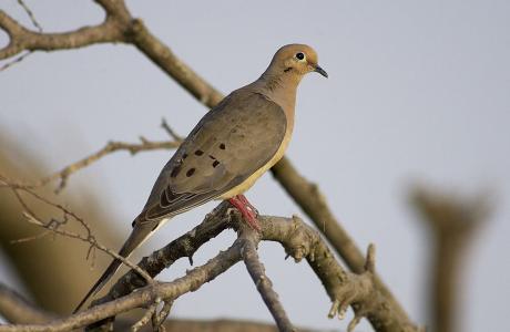 Dove Hunting