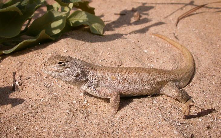 Dunes Sagebrush Lizard (Contributed/US Fish &amp; Wildlife)