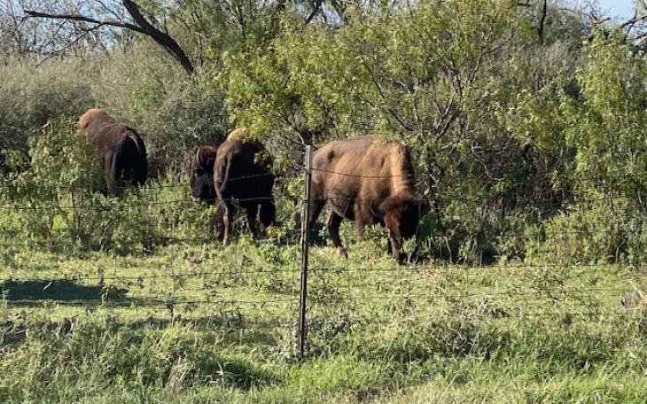 Bison at San Angelo State Park (LIVE! Photo/Yantis Green)