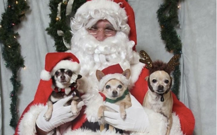 Puppies with Santa