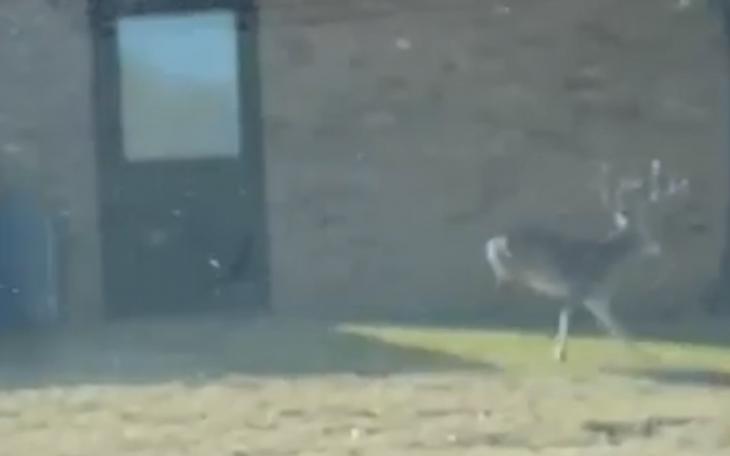 Big Buck Spotted Inside San Angelo City Limits