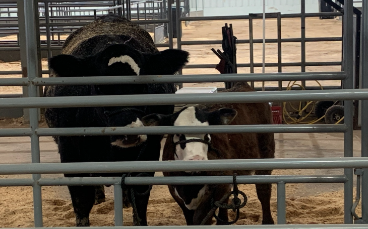 Breeding Cows at the 2021 San Angelo Live Stock Show