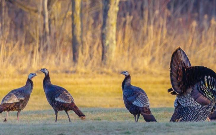 Spring Turkeys (Contributed Image/TPWD)