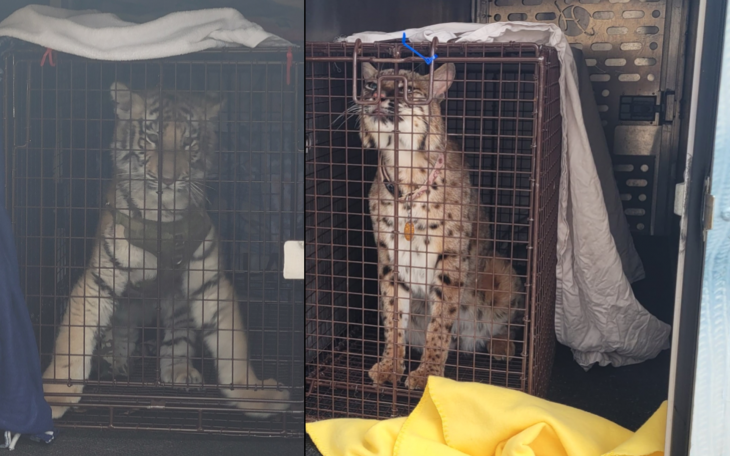 BCSO Seizes Big Cats