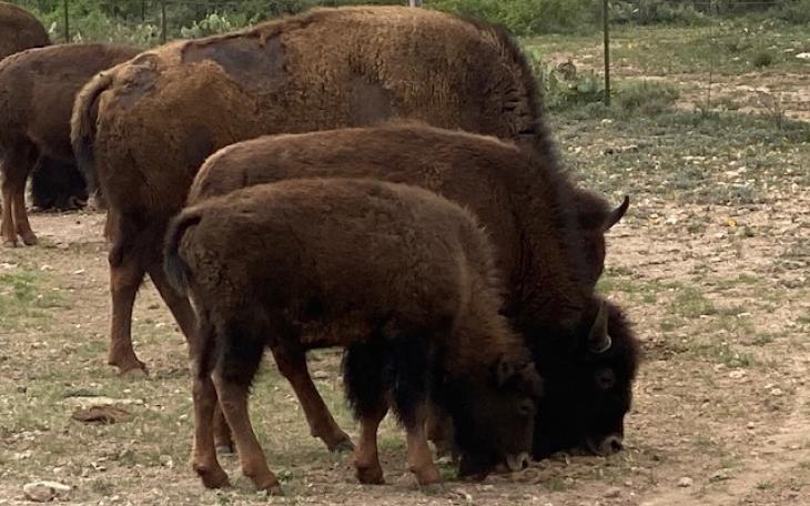 Bison at San Angelo State Park (LIVE! Photo/Yantis Green)
