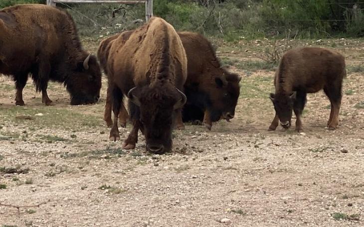 Bison at San Angelo State Park May 2021 (LIVE! Photo/Yantis Green)