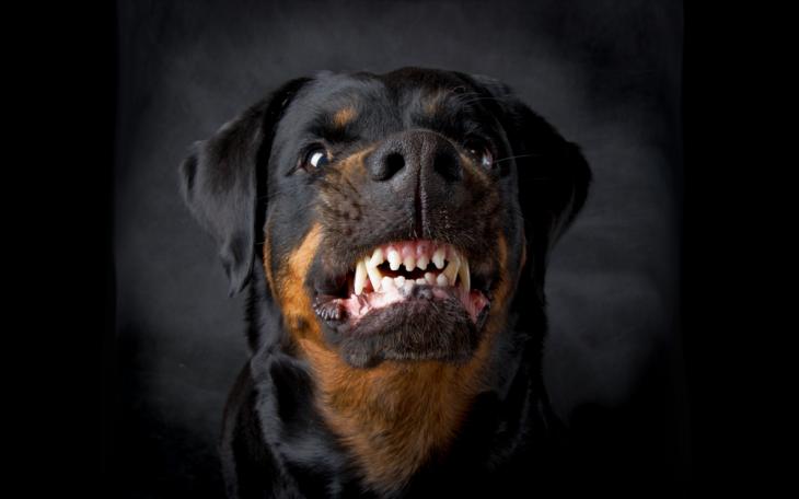 Vicious Dog | DepositPhotos