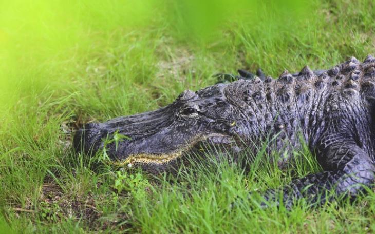 Albert the Alligator