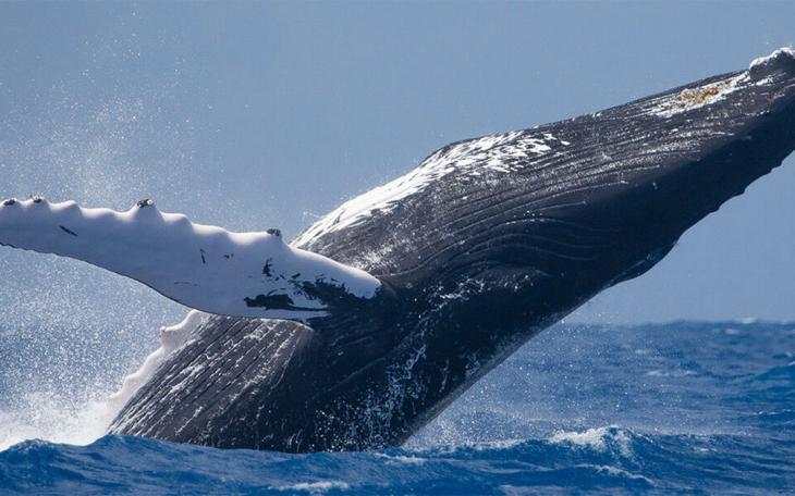 Humpback whale