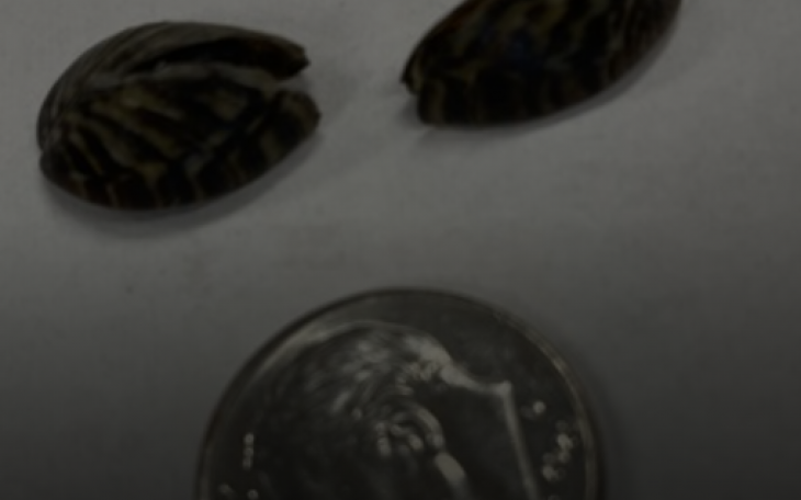 Zebra Mussels from Lake Brownwood