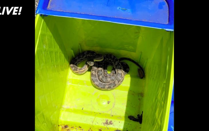Snake In Kitty Litter Box | Castle Hills PD