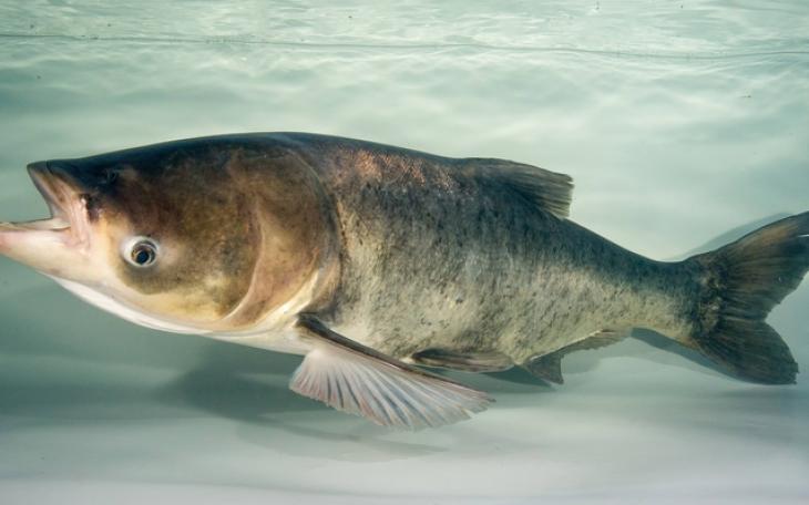 Bighead Carp (Contributed/TPWD)