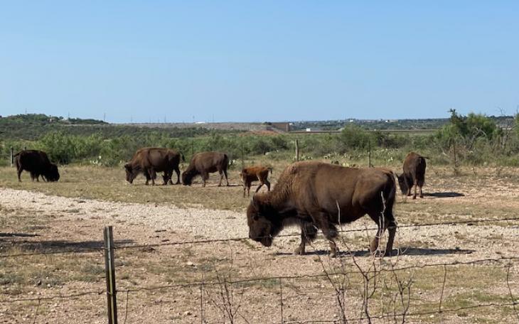 Bison feeding in San Angelo State Park (LIVE! Photo/Yantis Green)