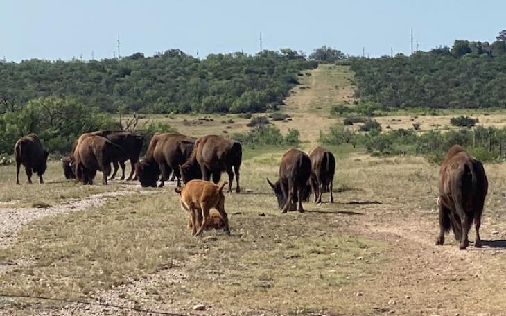 Bison feeding in San Angelo State Park (LIVE! Photo/Yantis Green)