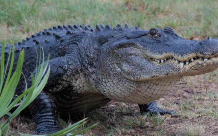 Albert the Alligator | Abilene Zoo